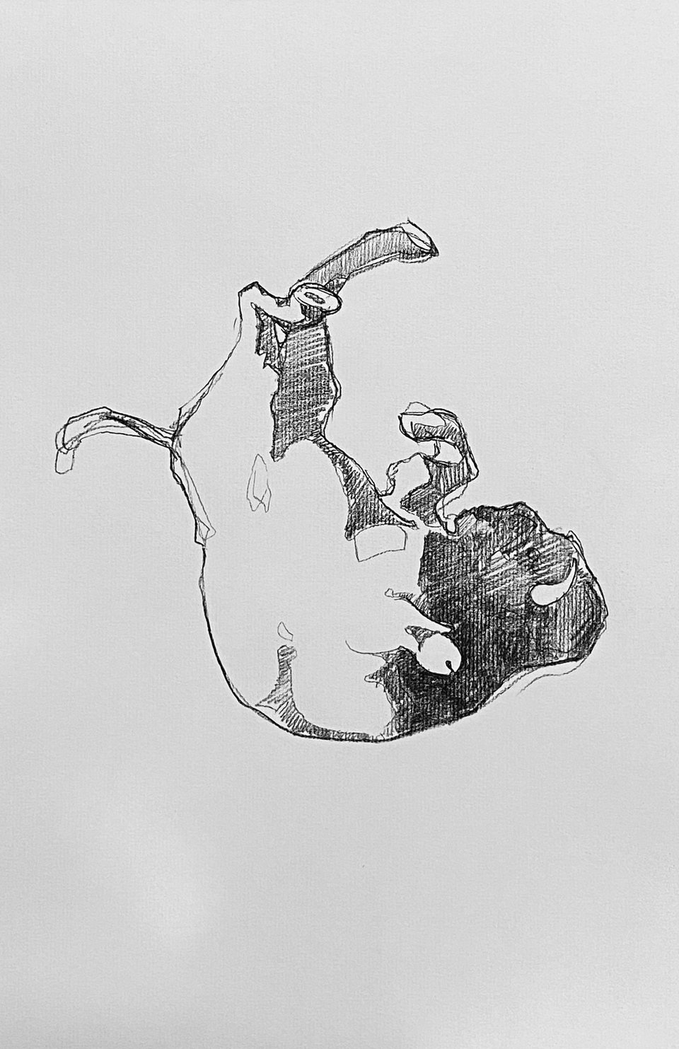 pencil drawing of a bison inverted in mid-fall, legs splayed upward and the head massed in heavy shadow