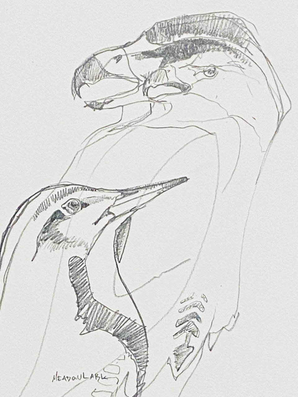 pencil drawing of an eagle's head in profile above a smaller meadowlark, both worked in fine hatching over open contour, the lower bird annotated MEADOWLARK in the artist's hand